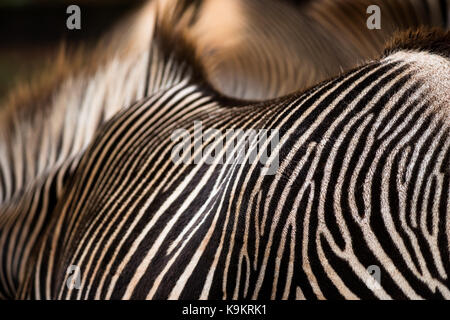 Grévys Zebra hypnotisieren Streifen im Naturpark Cabarceno, Kantabrien, Spanien. Stockfoto
