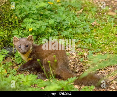 Marder Galloway Forest Park Visitors Center/Schottland/Britischen Inseln Stockfoto