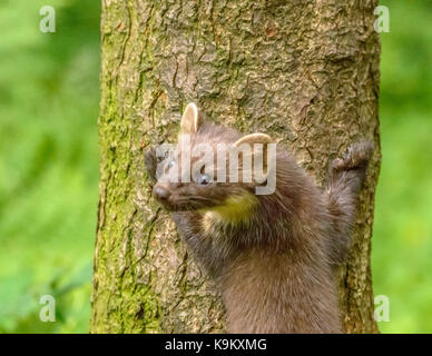 Marder Galloway Forest Park Visitors Center/Schottland/Britischen Inseln Stockfoto