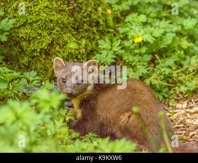 Marder Galloway Forest Park Visitors Center/Schottland/Britischen Inseln Stockfoto