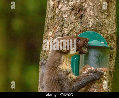 Marder Galloway Forest Park Visitors Center/Schottland/Britischen Inseln Stockfoto