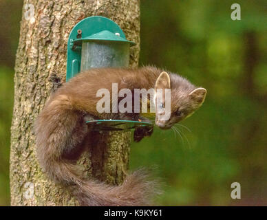 Marder Galloway Forest Park Visitors Center/Schottland/Britischen Inseln Stockfoto