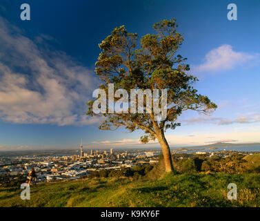 Neuseeland. Auckland. Hohe Aussichtspunkt der Stadt vom Mount Eden mit Baum.
