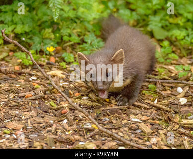 Marder Galloway Forest Park Visitors Center/Schottland/Britischen Inseln Stockfoto