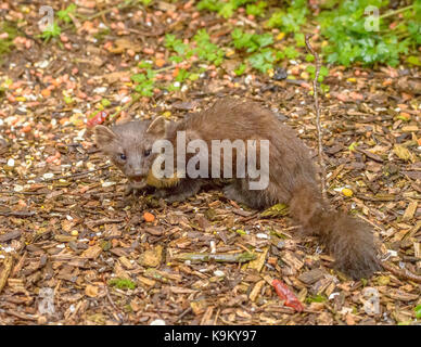 Marder Galloway Forest Park Visitors Center/Schottland/Britischen Inseln Stockfoto