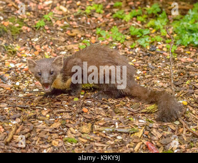 Marder Galloway Forest Park Visitors Center/Schottland/Britischen Inseln Stockfoto