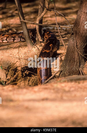 Männliche indische Rock Python oder indische Python oder Black-Tailed Python (Python molurus), in den Boden graben, Keoladeo Ghana National Park, Bharatpur, Rajasthan, Indien Stockfoto