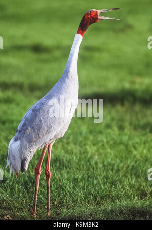 Sarus Crane, (antigone Antigone), Keoladeo Ghana National Park, bharatpur, Rajasthan, Indien Stockfoto