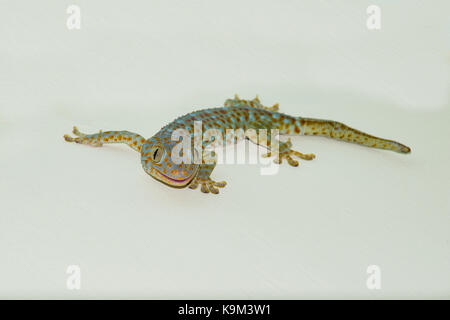 Ein jugendlicher Tokay Gecko an der Wand eines Hauses in Bali, Indonesien. Dieser Kopf geschossen des ganzen Körpers macht das Tier suchen wie das Lächeln Stockfoto