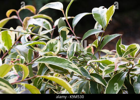 Weiß breitrandigem Panaschierung auf dem schmalen immergrünen Blätter der japanischen Strauch, Cleyera undulata 'Variegata' Stockfoto