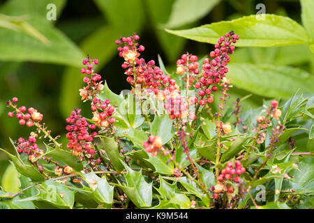 Blütenrispen mit roten Knospen und Blüten der immergrünen, Herbst Winter blühender Strauch, Mahonia nitens 'Kabarett' Stockfoto