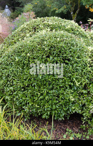 Kompakte Dämme der immergrünen Laub der Hardy strauch Pittosporum tenuifolium' Pom Pom' Stockfoto