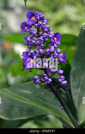 Ein einziges Lila Dichorisandra thyrsiflora (Blue Ginger) Blütenstand im Eden Project, Cornwall, England, Großbritannien gewachsen. Stockfoto