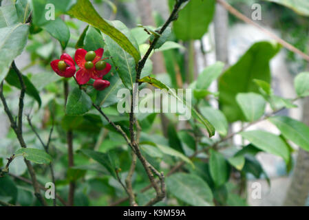 Mickey Mouse Pflanze, Bird's Eye Bush (Ochna Kirkii) im Eden Project, Cornwall, England, Großbritannien gewachsen. Stockfoto