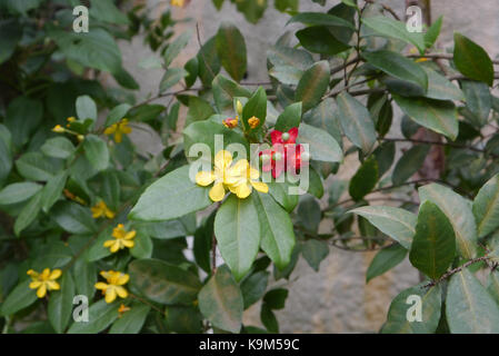 Mickey Mouse Pflanze, Bird's Eye Bush (Ochna Kirkii) im Eden Project, Cornwall, England, Großbritannien gewachsen. Stockfoto