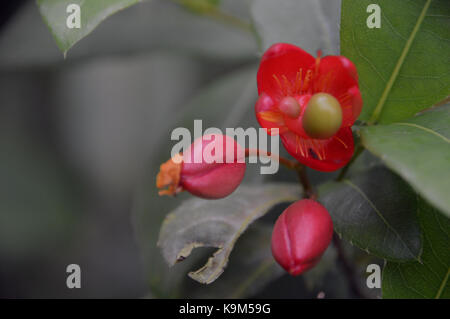 Mickey Mouse Pflanze, Bird's Eye Bush (Ochna Kirkii) im Eden Project, Cornwall, England, Großbritannien gewachsen. Stockfoto