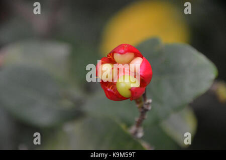 Mickey Mouse Pflanze, Bird's Eye Bush (Ochna Kirkii) im Eden Project, Cornwall, England, Großbritannien gewachsen. Stockfoto