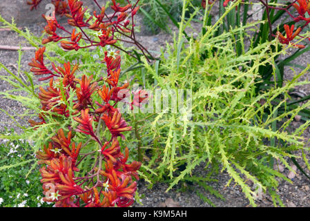 Die roten Känguru-Paw Flowers (Anigozanthos Rufus) „Bush Endeavour“ aus Australien werden beim Eden Project, Cornwall, England, Großbritannien, angebaut. Stockfoto