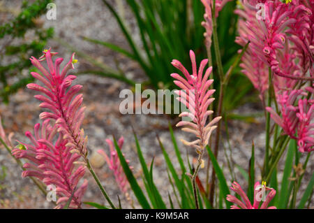 Die Pink Kangaroo Paw Flowers (Anigozanthos Rufus) „Bush Pearl“ aus Australien werden beim Eden Project, Cornwall, England, Großbritannien, angebaut. Stockfoto