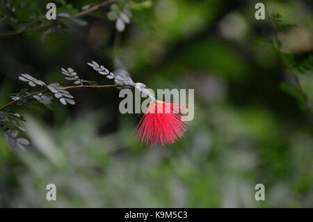 Single Calliandra Slaneae, Fabaceae Blume (Powder Puff Anlage) im Eden Project, Cornwall, England, Großbritannien gewachsen. Stockfoto