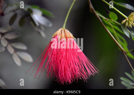 Single Calliandra Slaneae, Fabaceae Blume (Powder Puff Anlage) im Eden Project, Cornwall, England, Großbritannien gewachsen. Stockfoto