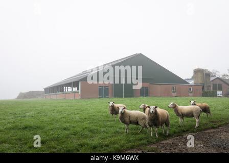 Feld mit Schafen vor einem Bauernhof, Nebel in den Niederlanden Stockfoto