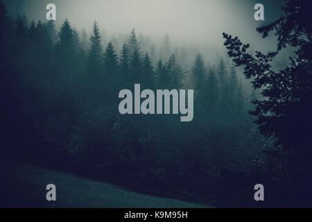 Foggy Forest Hills Landschaft. Feuchtes Wetter Landschaft mit Pinien in einem Nebel. Stockfoto