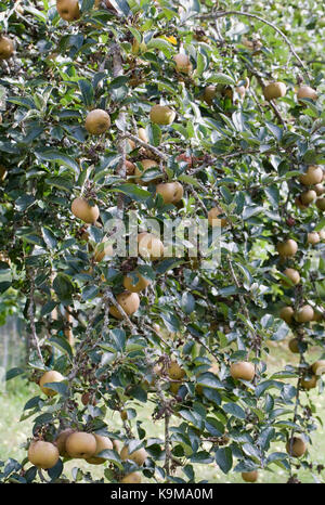 Malus Domestica" egremont Rotbraun'. Äpfel auf einem Baum. Stockfoto