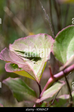 Tettigonia Viridissima. Super Green Bush Cricket auf Leycesteria formosa. Stockfoto
