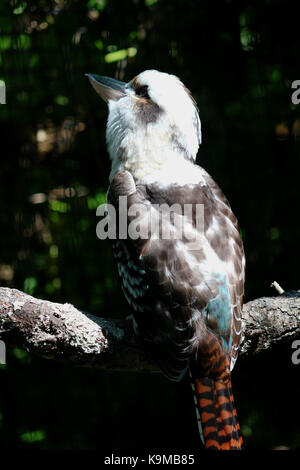 Ein laughing Kookaburra thront auf einem Ast mit einem dunklen natürlichen Hintergrund. Stockfoto