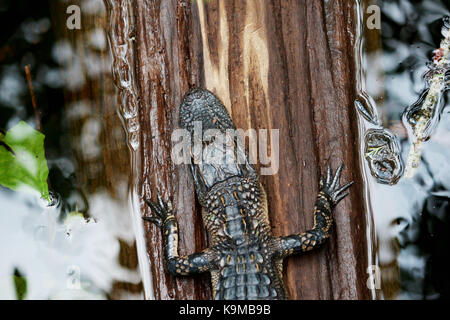 Ein Alligator ruht auf einem liegendem Baum im sumpfigen Seen von Florida Stockfoto