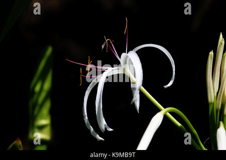 Eine isolierte Königin Emma/Crinum Lilie Blume mit schwarzem Hintergrund. Stockfoto