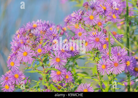 Eine Biene sammelt Pollen aus einem wilden Aster (Symphyotrichum novae-angliae) Blüte. Auch als New England Aster bekannt. Stockfoto