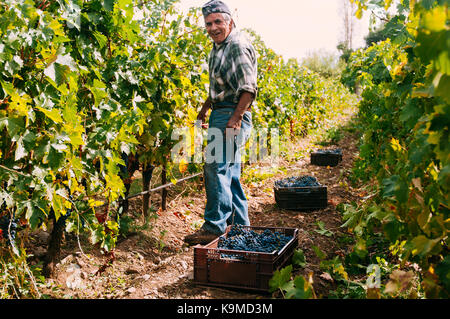 Paine, CHILE - Marzo 29, 2015. Hand-Trauben in kleinen Bio-Weinberg im Herbst Ernte Kommissionierung. Stockfoto