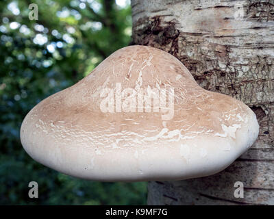 Piptoporus betulinus; allgemein bekannt als Birch polypore oder Rasiermesser Strop Stockfoto