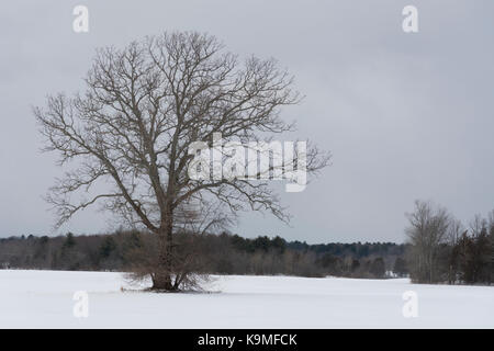 Newbury, MA-Solo Baum in einer Weide Stockfoto