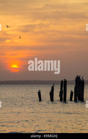 Erstaunlich goldenen Sonnenuntergang über dem Ozean mit Holzstangen und fliegende Vögel auf Bubaque, Bijagos Archipel, Guinea Bissau, West Afrika. Stockfoto