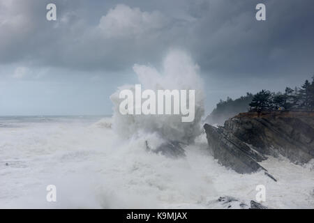 Schwillt ein Jahrzehnt Krachen gegen die Klippen von Shore Acres State Park, Coos Bay Oregon Stockfoto