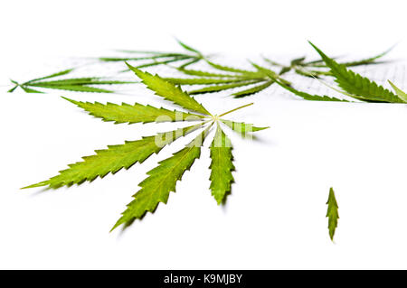 Big Marihuana treibt auf weißem Hintergrund Stockfoto
