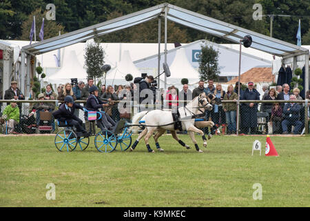 Doppel Kabelbaum Hasten fahren. Hasten fahren in der Main Arena an der königlichen Grafschaft Berkshire zeigen, Newbury. Großbritannien Stockfoto