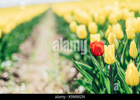 Sachsen-Anhalt, Deutschland, Tulpenfelder, Tulpen, Blumen, Landwirtschaft, Magdeburger Börde, Schwaneberg, Tulipa, Liliaceae