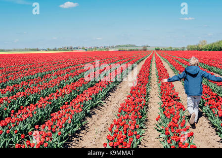 Sachsen-Anhalt, Deutschland, Tulpenfelder, Tulpen, Blumen, Landwirtschaft, Magdeburger Börde, Schwaneberg, Tulipa, Liliaceae Stockfoto