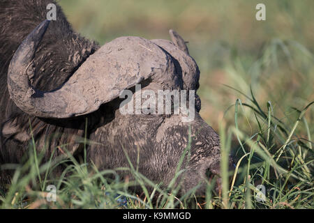Afrikanische Büffel- oder Büffel Syncerus caffer Kopfschuss close up Beweidung in Botsuana Stockfoto
