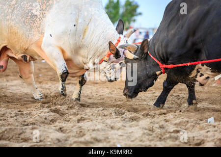 Stiere sind Kämpfe in einem traditionellen Wettbewerb in Fujairah, VAE Stockfoto