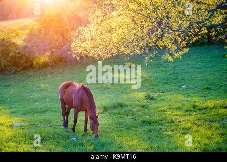 Wunderschöne Chestnut Mare auf einem Bauernhof in zentralen Kentucky bei Sonnenuntergang Stockfoto