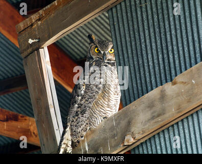 Great Horned Owl thront in einem verlassenen Schuppen Stockfoto