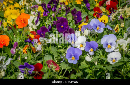 Stiefmütterchen im Garten Stockfoto