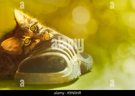 Kätzchen spielt mit einem Sneaker auf einem unscharfen Hintergrund Stockfoto