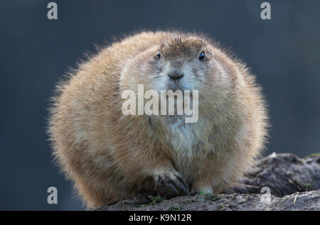 Nahaufnahme eines Schwarzschwanz-Präriehundes (Cynomys), der im Freien im Schlamm isoliert und direkt vor dem Hotel aufgeschreckt starrte, Cotswold Wildlife Park UK. Stockfoto