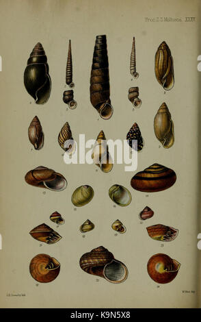 Verfahren der Zoologischen Gesellschaft von London (mollusca Platte XXXV) (6140329828) Stockfoto